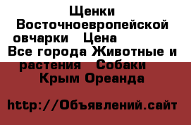 Щенки Восточноевропейской овчарки › Цена ­ 25 000 - Все города Животные и растения » Собаки   . Крым,Ореанда